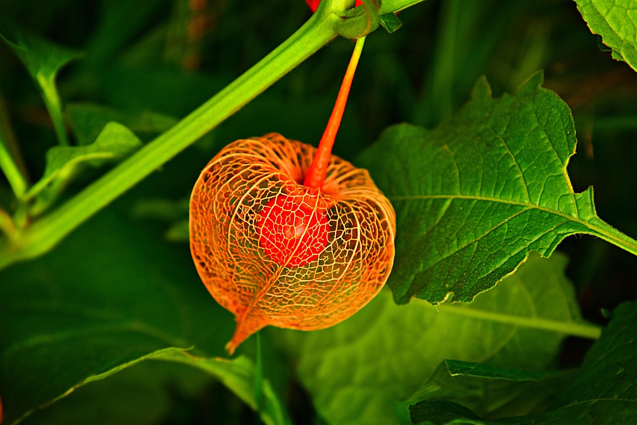 Bladder Cancer Symptoms: Early Warning Signs, Risk Factors